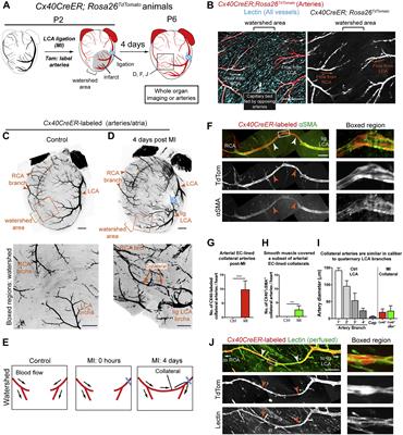 Navigating the Crossroads of Cell Therapy and Natural Heart Regeneration